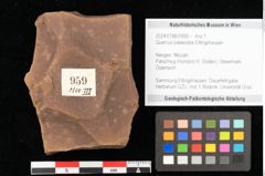 Foto (Objekt + Etikett) von Quercus palaeoilex Ettingshausen (NHMW-GEO-2024-0188-0959)